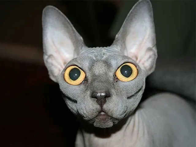 Razas de Gatos: Esfinge o Sphynx - Mascotas Foyel
