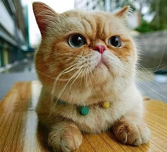 Razas de gatos. MundoGatos.