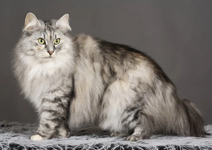 Razas de gatos. MundoGatos.