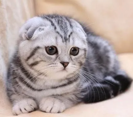 Razas de gatos. MundoGatos.com