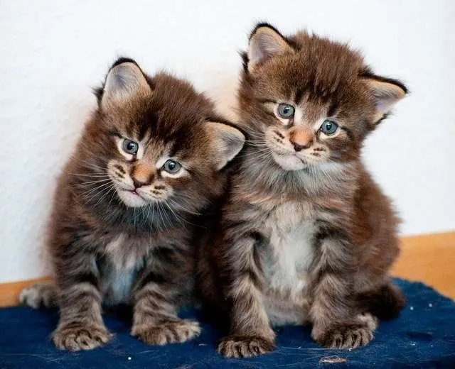 Razas de gatos. MundoGatos.