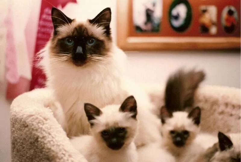Razas de gatos. MundoGatos.com