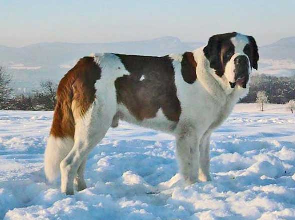 Razas grandes y gigantes | Acerca de perros Razas grandes y gigantes | Acerca de perros