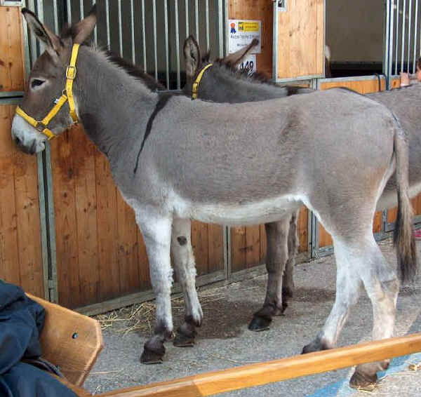 Razas italianas de los asnos Asno de la Amiata