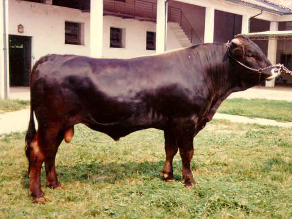 Razas italianas de bovinos: Rendena