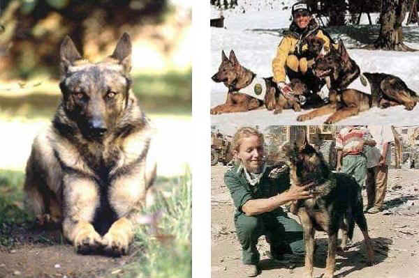 Razas italianas de perros: Lobo Italiano - Lupo Italiano Razas italianas de perros: Lobo Italiano - Lupo Italiano