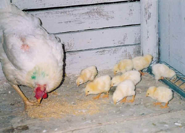 Razas italianas de pollos: Valdarnese Valdarnesa