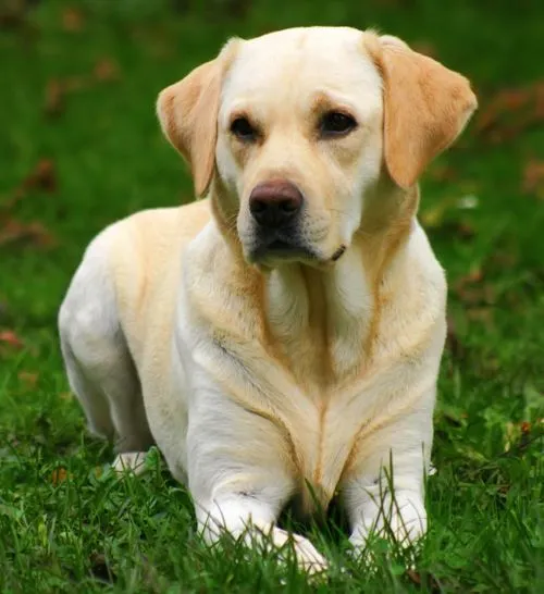 Razas medianas | Acerca de perros