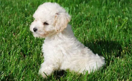 Corte de pelo perros French Poodle - Imagui Corte de pelo perros French Poodle - Imagui
