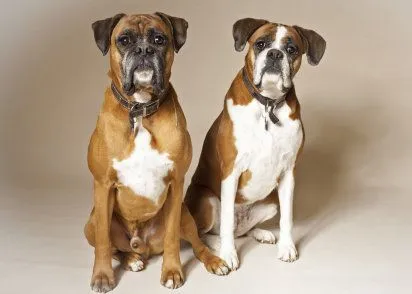 Razas de perro de pelo corto | Cuidar de tu perro es facilisimo.