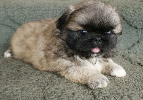 Las razas de perro más tiernas :D - Taringa! Las razas de perro más tiernas :D - Taringa!