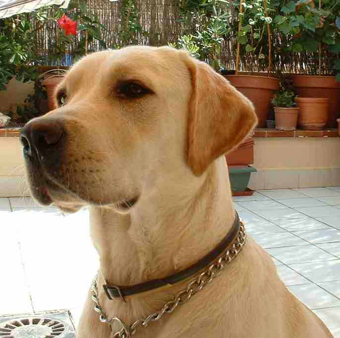 Perro Labrador