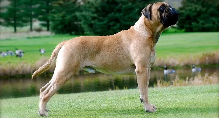 Las razas de perros más grandes