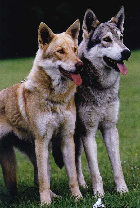 razas de perros: 34-PERRO LOBO DE SAARLOOS