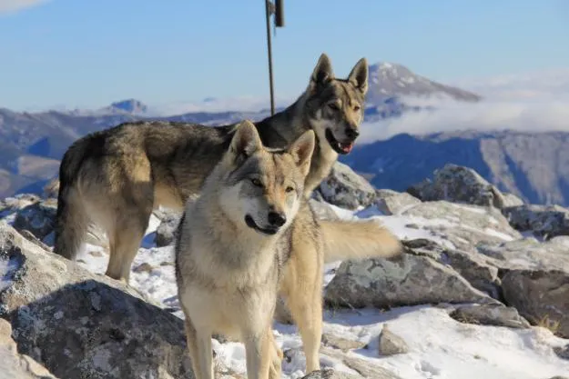 razas de perros: 39-PERRO LOBO DE CHECOSLOVAQUIA razas de perros: 39-PERRO LOBO DE CHECOSLOVAQUIA