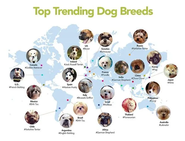 Razas De Perros 64204 | ZWALLPIX