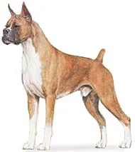 Las Razas de Perros: Boxer (Deutscher Boxer) Las Razas de Perros: Boxer (Deutscher Boxer)