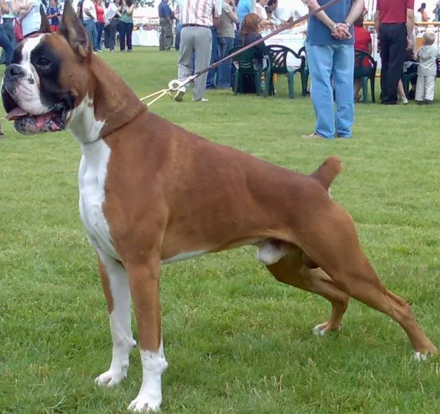 FOTOS DE PERRO BOXER - Imagui