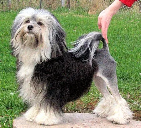 Las razas de perros más caras