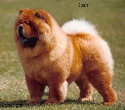 Razas de perros: Chow Chow