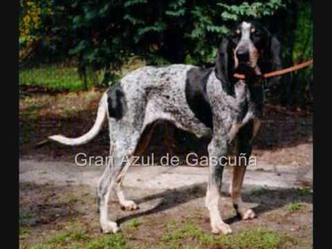 Todas las Razas de Perros (con imagen y nombre) 1 - YouTube