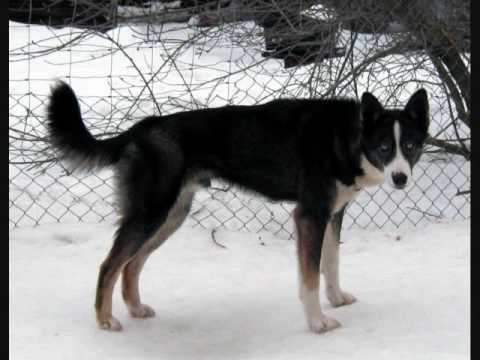 Todas las Razas de Perros (con imagen y nombre) 2 - YouTube Todas las Razas de Perros (con imagen y nombre) 2 - YouTube