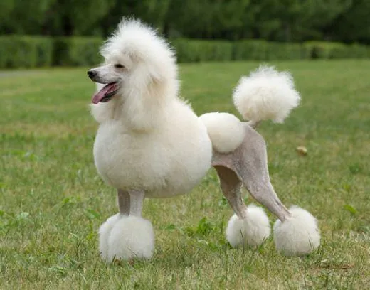 cachorros de diferentes razas | facilisimo.com cachorros de diferentes razas | facilisimo.com