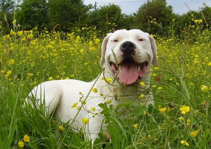Razas de perros. Fotos de perros. Perros de raza. Razas de perros. Fotos de perros. Perros de raza.
