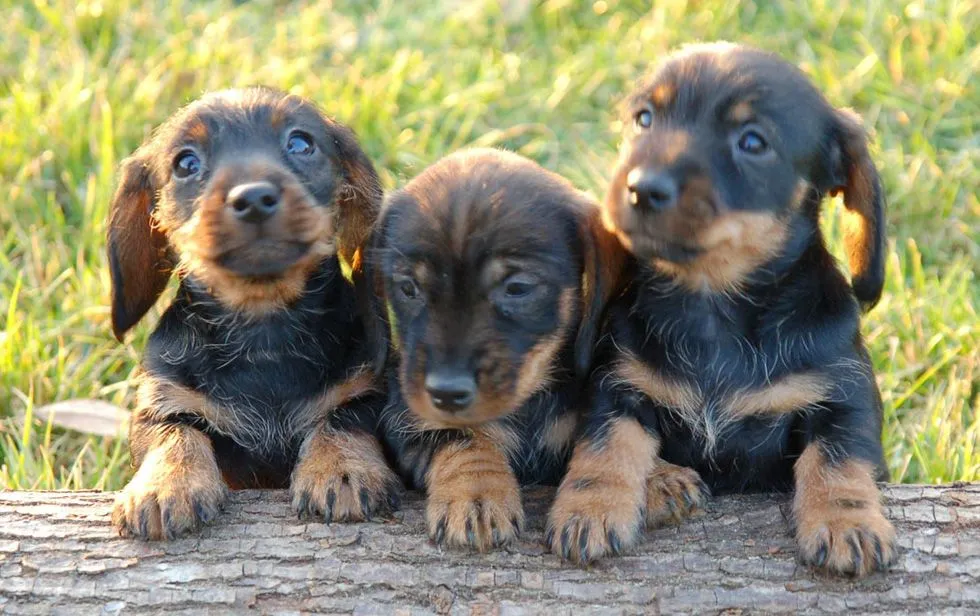 Razas de perros. Fotos de perros. Perros de raza.