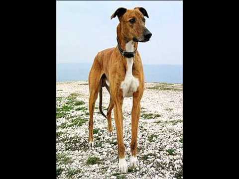 Todas las razas de perros grupo 10 - YouTube