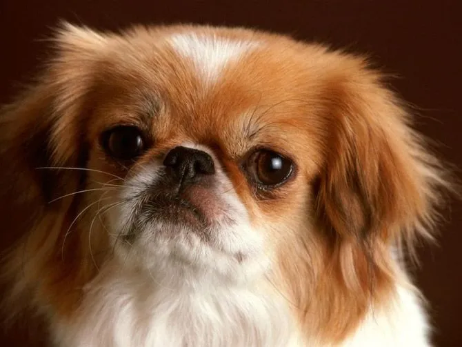 Las Razas de Perros Más Hermosas | Fotos e Imágenes en FOTOBLOG X Las Razas de Perros Más Hermosas | Fotos e Imágenes en FOTOBLOG X