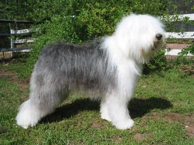 Nombre de la raza delos perros peludos - Imagui