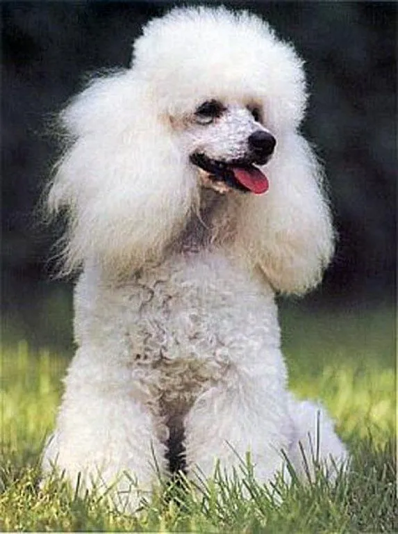 raza poodle mini toy | Cuidar de tu perro es facilisimo. raza poodle mini toy | Cuidar de tu perro es facilisimo.