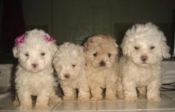 Razas de perros del mundo: Poodle