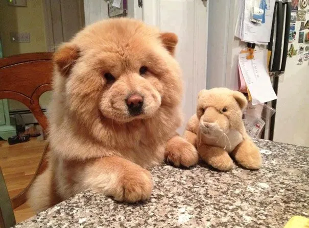 5 razas de perros que parecen peluches