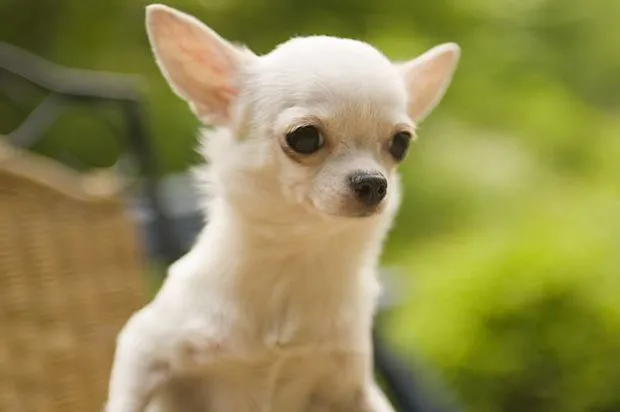 Las razas de perros más pequeñas : Diminutos, pero gigantes de ...