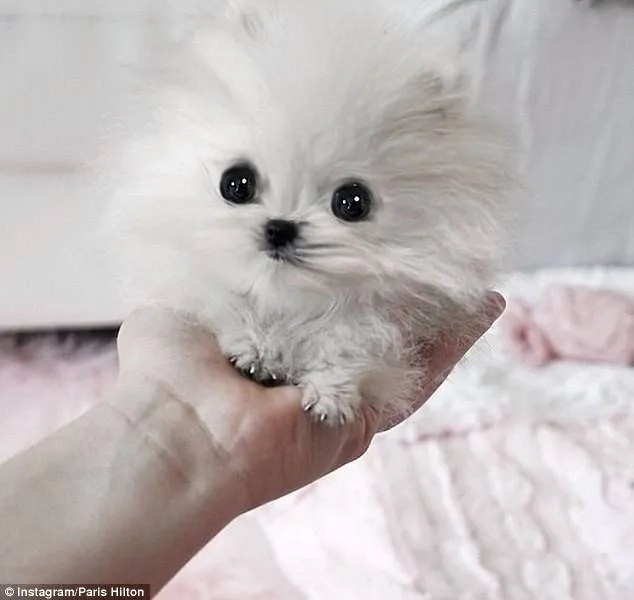 Estas Son Las Razas De Perros Más Pequeñas Y Tiernas Que Existen ... Estas Son Las Razas De Perros Más Pequeñas Y Tiernas Que Existen ...