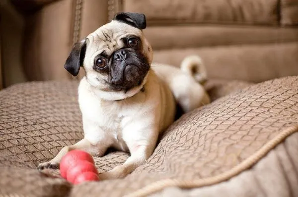 Razas de perros pequeños bonitos - Aperrados.com Razas de perros pequeños bonitos - Aperrados.com