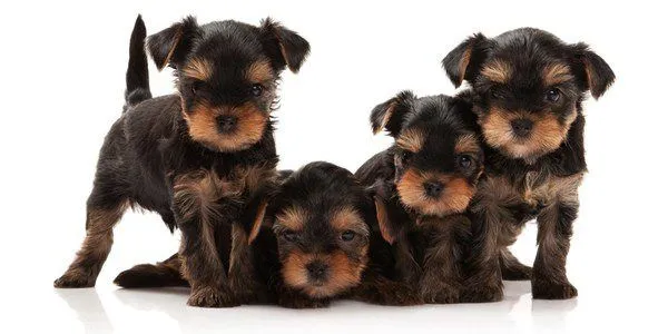 Razas de perros pequeños que no crecen mucho Razas de perros pequeños que no crecen mucho