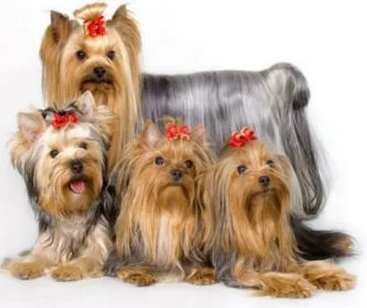 Las mejores Razas de Perros para vivir en Pisos Las mejores Razas de Perros para vivir en Pisos