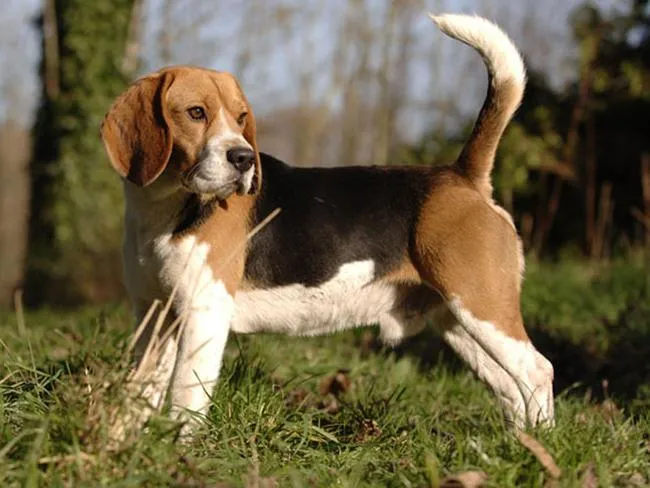 razas de perros medianas | facilisimo.com