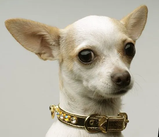 Razas de perros pequenos imágenes - Imagui