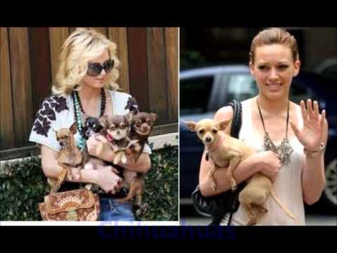 Razas de Perros Pequeños Son Los Perros de Raza Pequeña Mini Toy ... Razas de Perros Pequeños Son Los Perros de Raza Pequeña Mini Toy ...