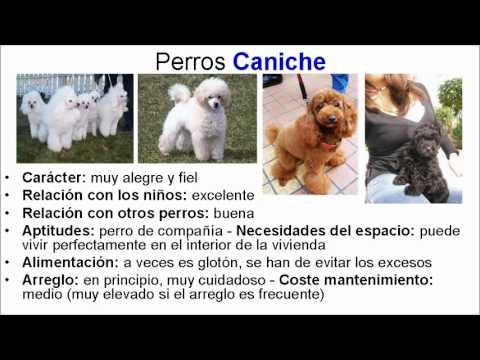 Razas De Perros Pequeños Tipos de Perros de Raza Pequeña Mini Toys ...