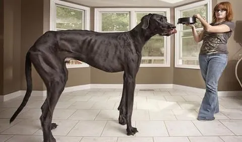 razas de perros: EL PERRO MAS ALTO DEL MUNDO razas de perros: EL PERRO MAS ALTO DEL MUNDO