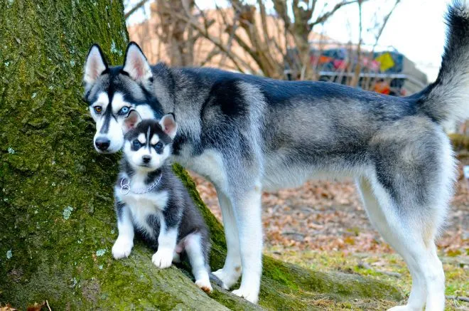 Algunas de las razas de perros más populares del mundo