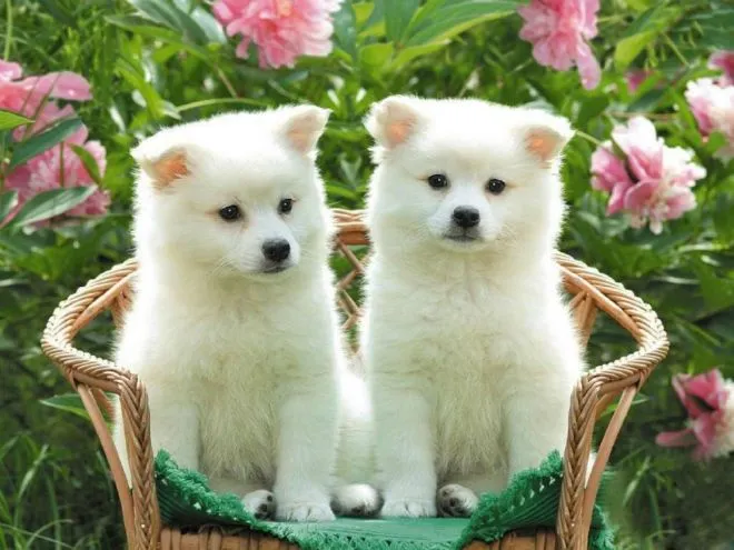 Algunas de las razas de perros más populares del mundo Algunas de las razas de perros más populares del mundo