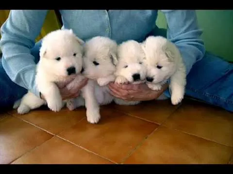 RAZAS DE PERROS: Samoyedo - YouTube