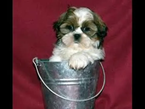 RAZAS DE PERROS: Shih Tzu - YouTube