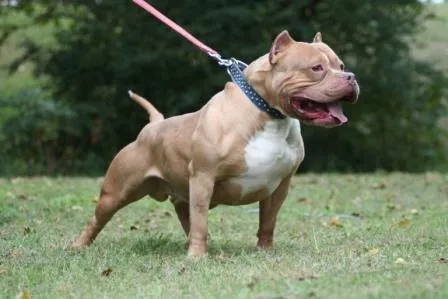 Cuáles son las diferentes razas de Pitbull? | Mascota Doméstica Cuáles son las diferentes razas de Pitbull? | Mascota Doméstica